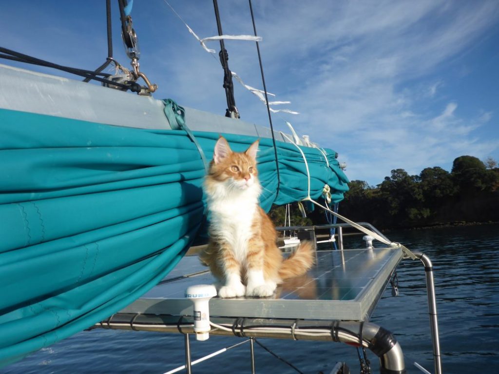 Read more about the article Pets and Safety At Sea